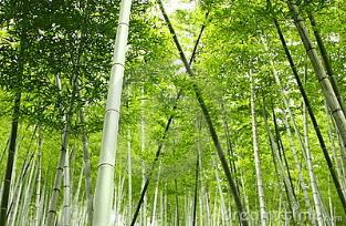 Bamboo Forest