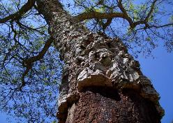 Cork tree after harvest